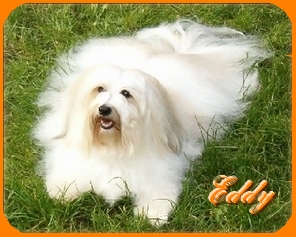 Dandy Daisy Warrior Eddy, Havanais