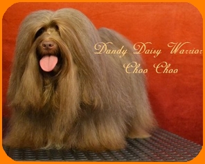 Dandy Daisy Warrior Choo Choo, Havanais