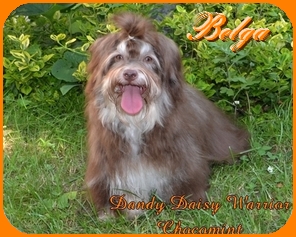 Dandy Daisy Warrior Chocomint, Havanais